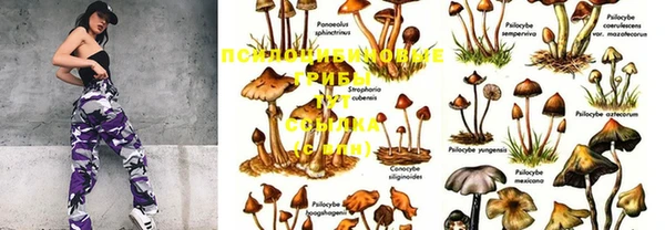 PSILOCYBIN Армянск